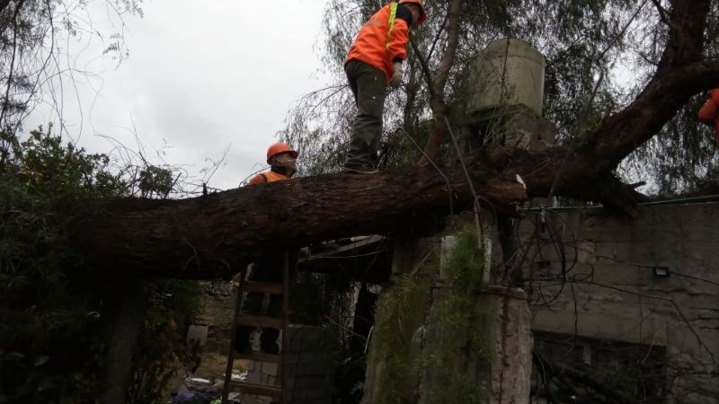 Se volaron techos y cayeron árboles por el fuerte viento