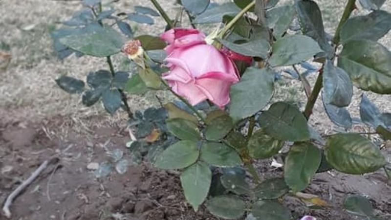 Indignación contra candidatos por destrozos en El Rosedal