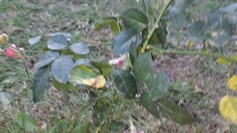 Indignación contra candidatos por destrozos en El Rosedal