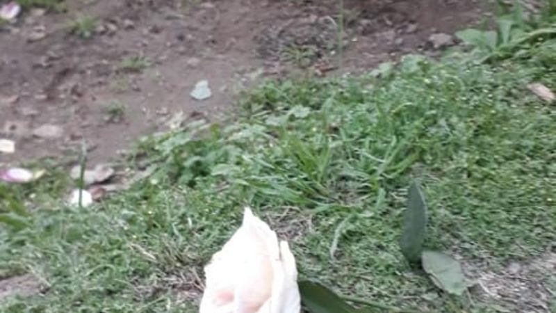 Indignación contra candidatos por destrozos en El Rosedal