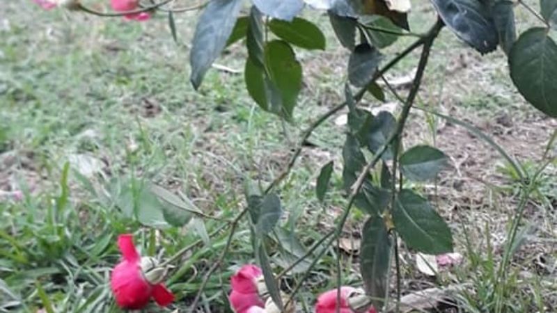 Indignación contra candidatos por destrozos en El Rosedal