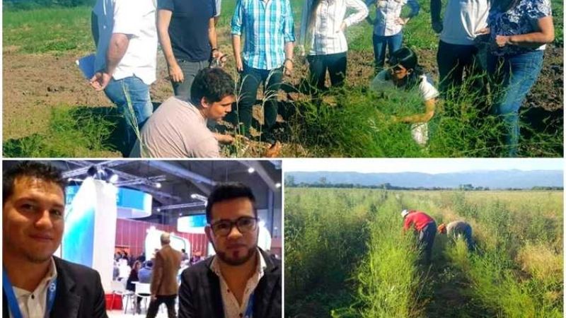 Jóvenes catamarqueños exportan espárragos orgánicos a todo el mundo