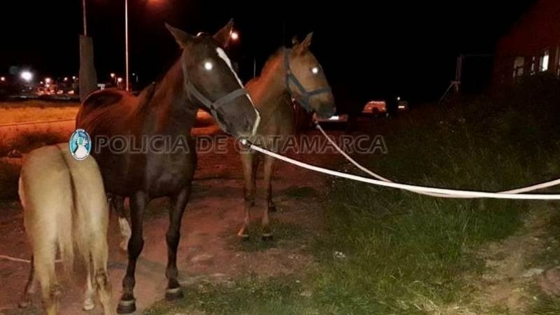 Secuestran animales sueltos en Capital y Fray Mamerto Esquiú