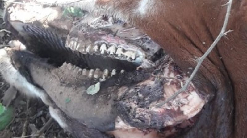 Aparecen animales mutilados