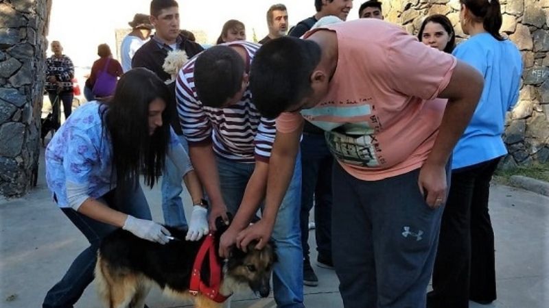 Zoonosis realizó vacunación y desparasitación de perros en el Oeste de la Capital