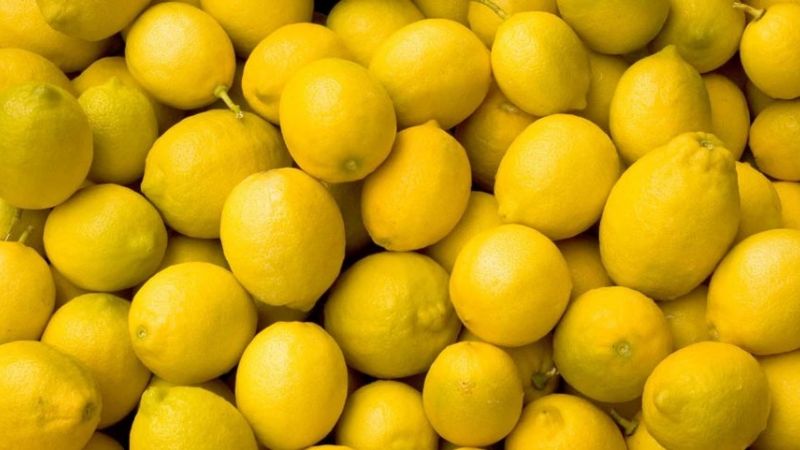 Destruyeron más de 600 kilos de limones para prevenir el HLB