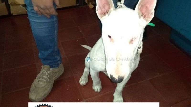 Recuperan un perro de la raza Bull Terrier