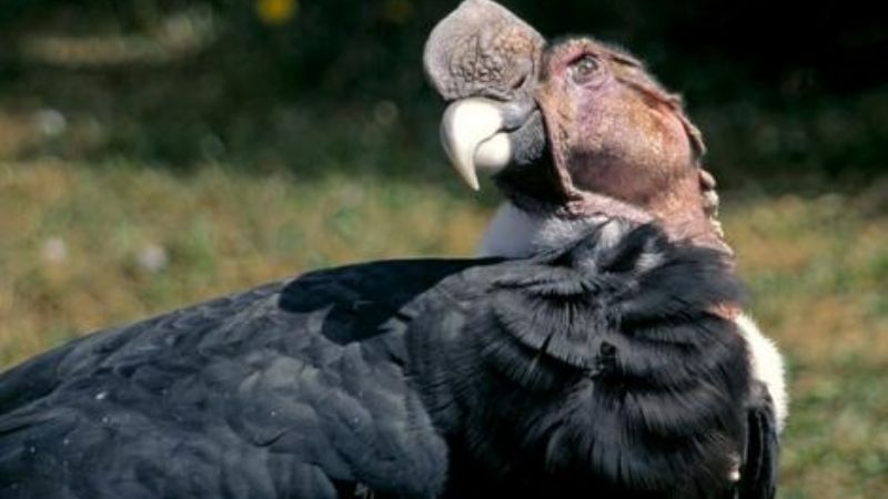 Resguardan un cóndor andino en Fray Mamerto Esquiú