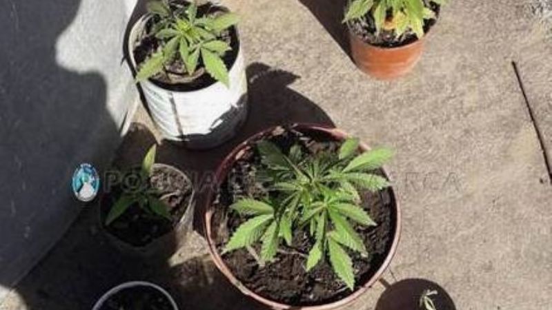 Arrestan a un joven y secuestran plantines de marihuana en FME