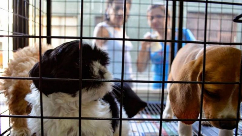 Quieren prohibir la venta de animales domésticos y su exhibición en comercios