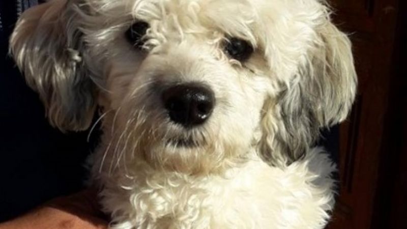 En un allanamiento secuestran un caniche