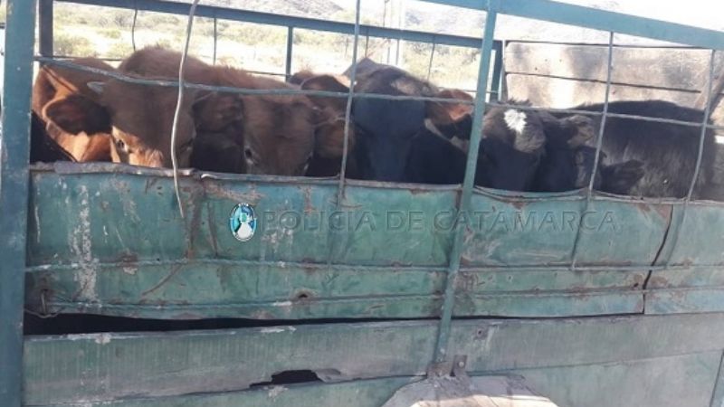 Trasladaba 7 animales sin la documentación legal