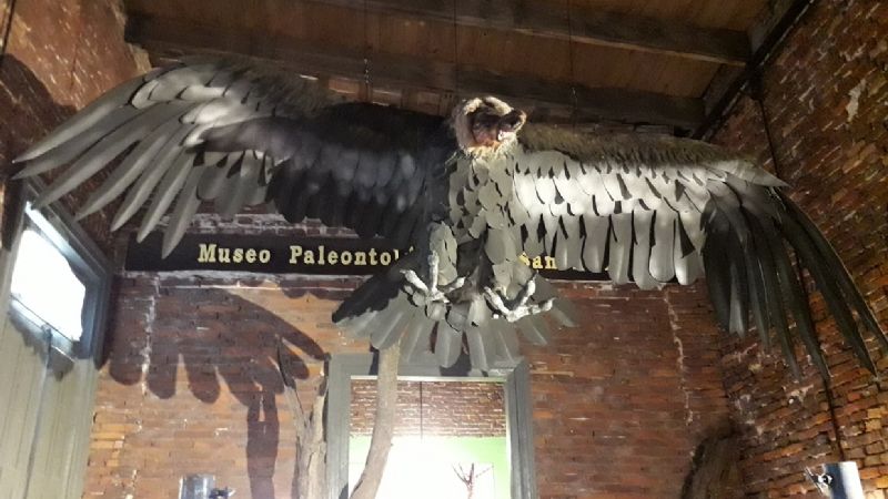 Descubren un cóndor prehistórico gigante