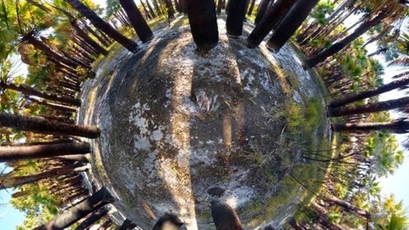 Un bosque con palmeras increíble en Fray Mamerto Esquiú