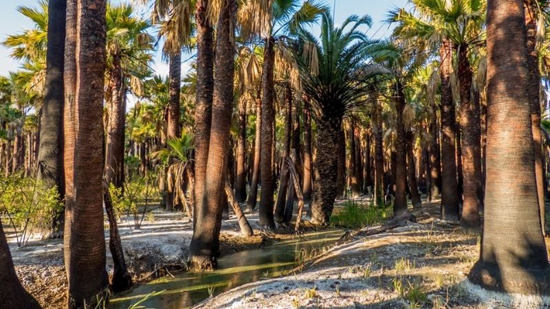 Un bosque con palmeras increíble en Fray Mamerto Esquiú