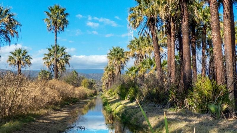 Un bosque con palmeras increíble en Fray Mamerto Esquiú