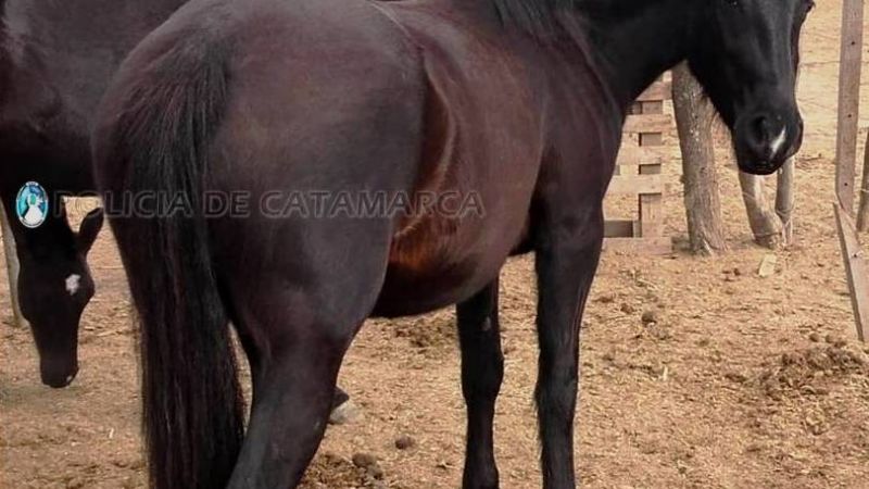 Secuestran animales sueltos en Valle Viejo