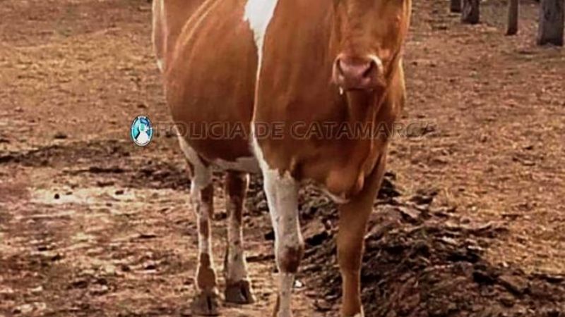 Secuestran animales sueltos en Valle Viejo