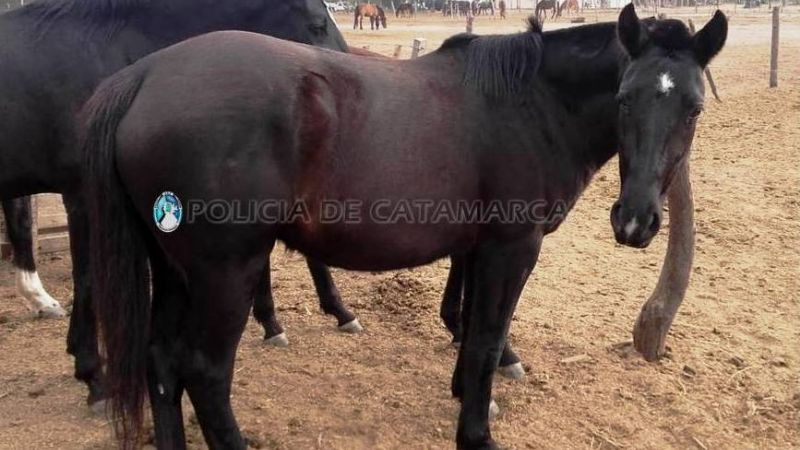 Secuestran animales sueltos en Valle Viejo