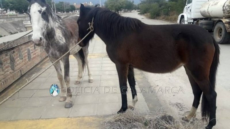 Secuestran animales sueltos