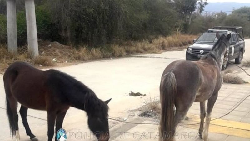 Secuestran animales sueltos
