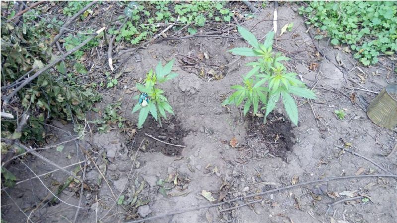 Cultivaban marihuana en un descampado en Ancasti