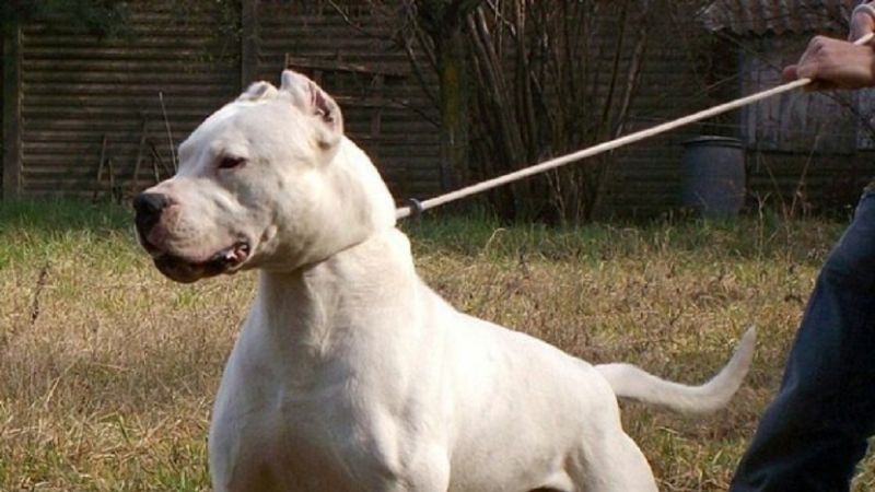 Una mujer mayor perdió una pierna tras ser mordida por un dogo