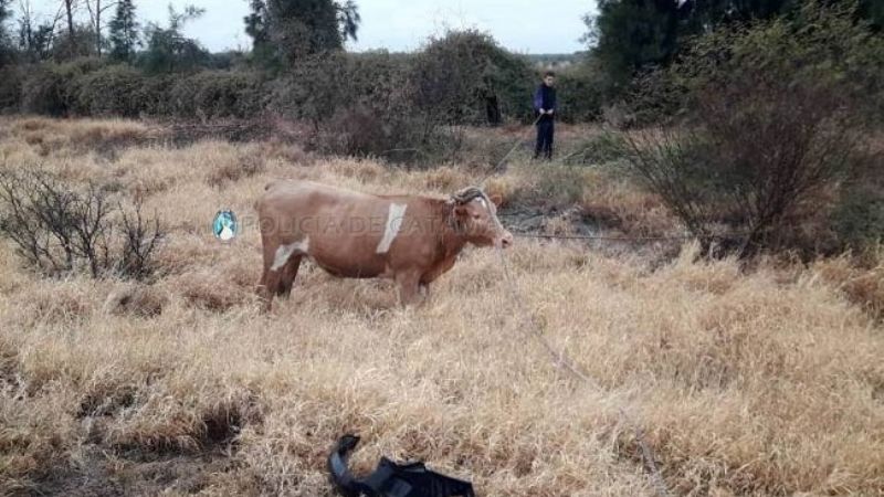 Secuestran un animal suelto