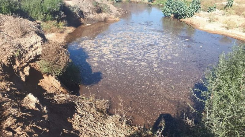 Preocupante realidad sobre higiene y seguridad en el Matadero