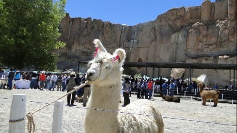 Las Llamas de la Cabaña Karwai vuelven a la Rural de Palermo