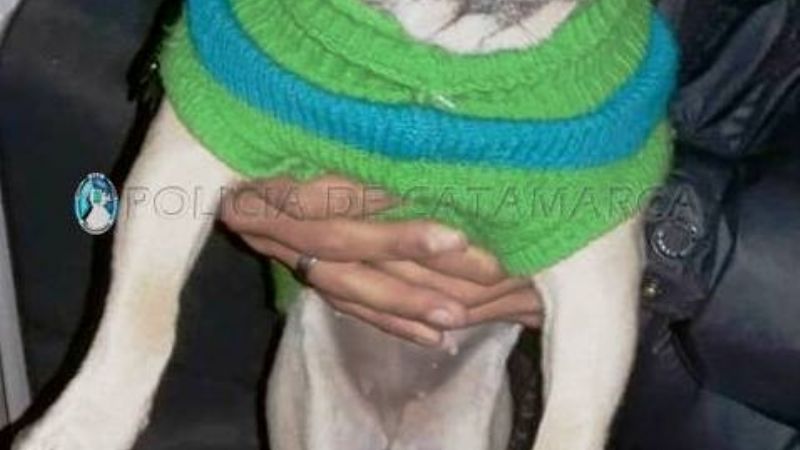 En un registro domiciliario, recuperan un perro de raza