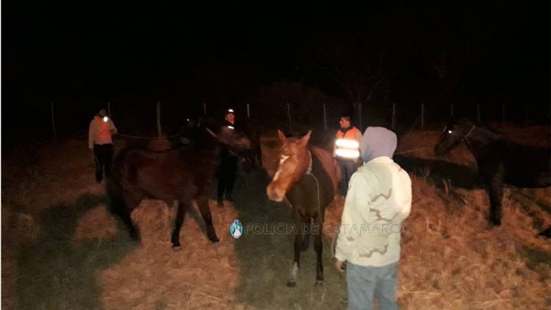 Secuestran animales sueltos en Capayán y La Paz