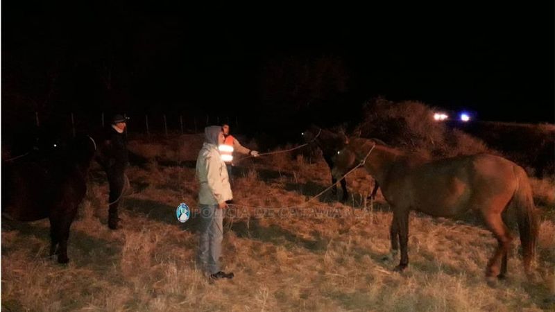 Secuestran animales sueltos en Capayán y La Paz