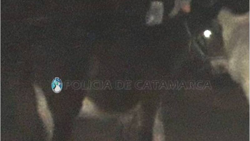 Secuestran animales sueltos en Capayán y La Paz