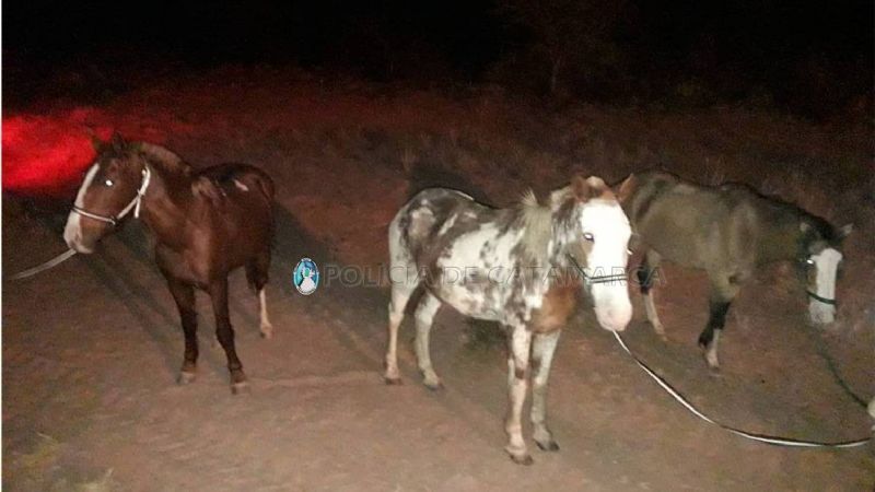 Secuestran animales sueltos en Capayán y La Paz