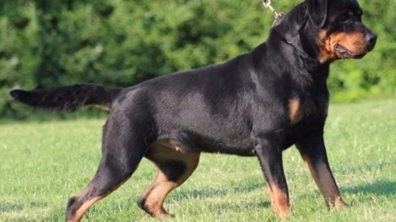 Hombre sufrió heridas al ser mordido por un perro Rottweiler