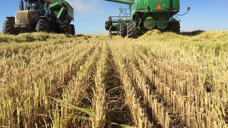 Buscan desarrollar arroz, alfalfa y maíz con mayor tolerancia a la sequía