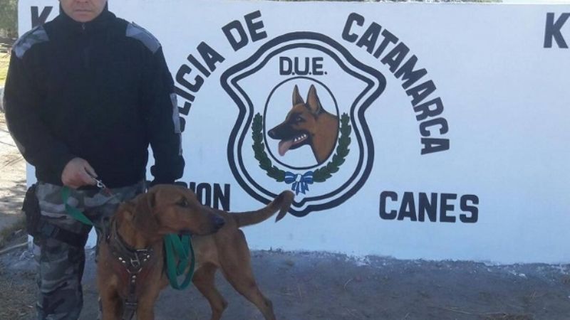 Un joven que faltaba de su hogar fue encontrado por un perro de la policía