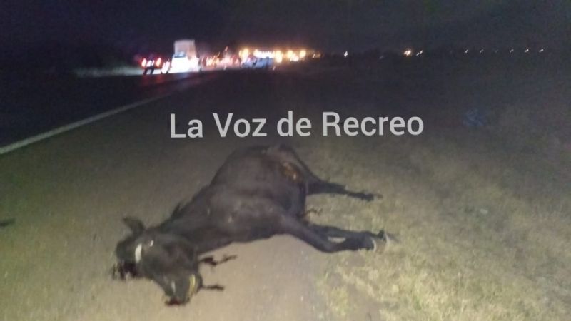 Un bebé murió tras un fuerte choque con un animal en la ruta 157