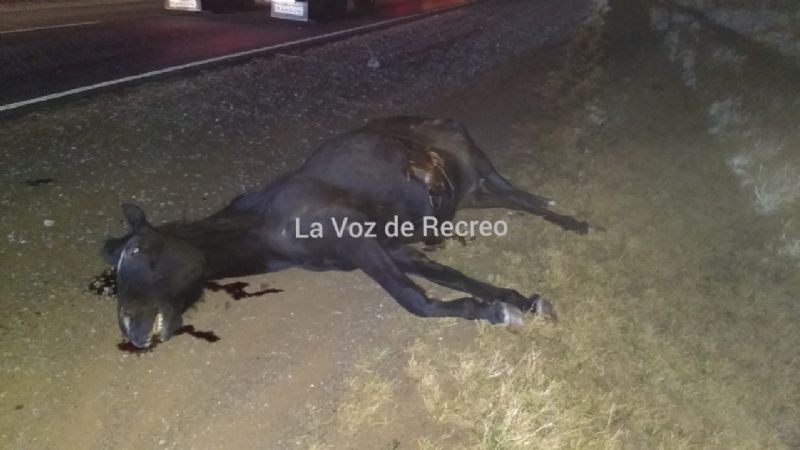 Un bebé murió tras un fuerte choque con un animal en la ruta 157