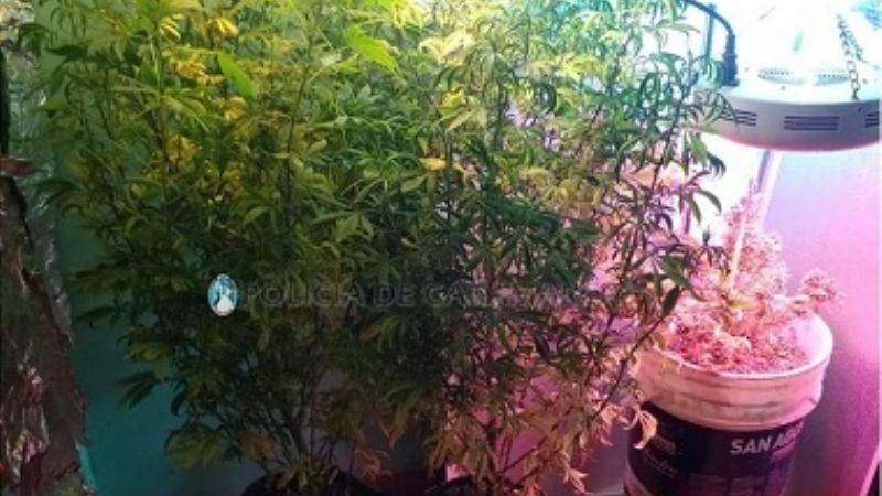 Secuestran más droga en Tinogasta