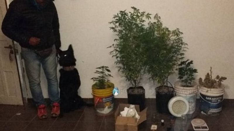 Secuestran más droga en Tinogasta