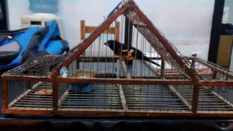 Secuestran tres cuatriciclos y un ave canora en Capayán