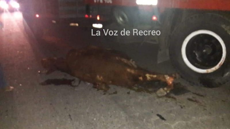 No pudo esquivar un animal y lo salvaron de ser arrollado por un camión