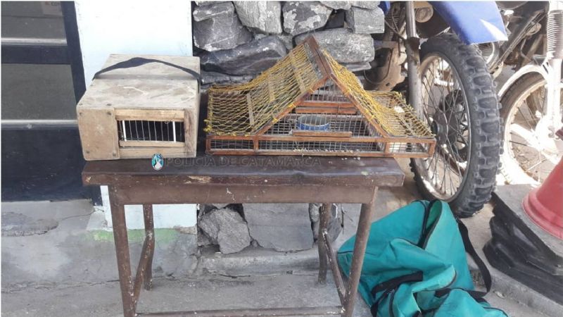 Secuestran tramperas y aves canoras en Valle Viejo