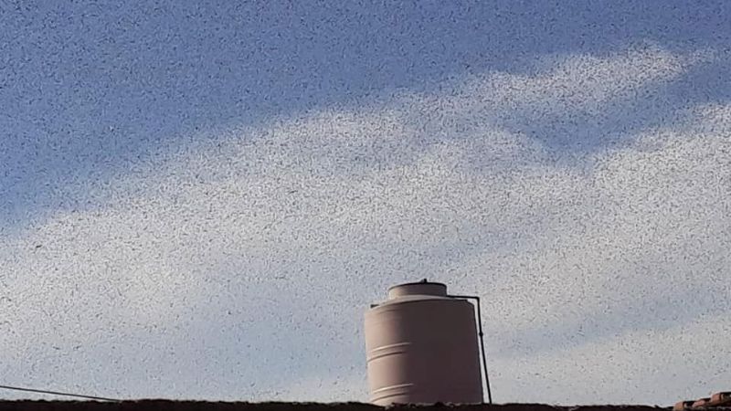 La manga de langostas más grande del país pasó por Santiago