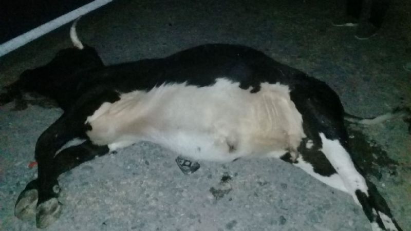 Fuerte choque contra un animal en la ruta 38