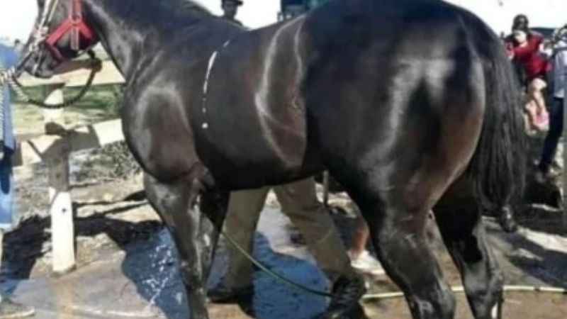 El regreso de Americano tiene fecha