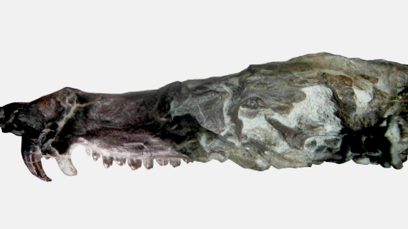 Descubren una especie idéntica a la “ardilla” de la Era de Hielo