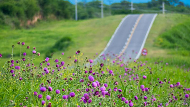 198 años de belleza pura
